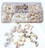 Shells